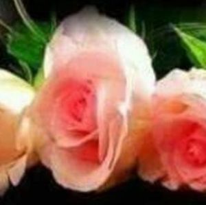 Meet your Posher, Zelma